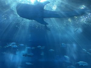IWAMA INDUSTRIES 岩間のおすゝめ 美ら海水族館の画像